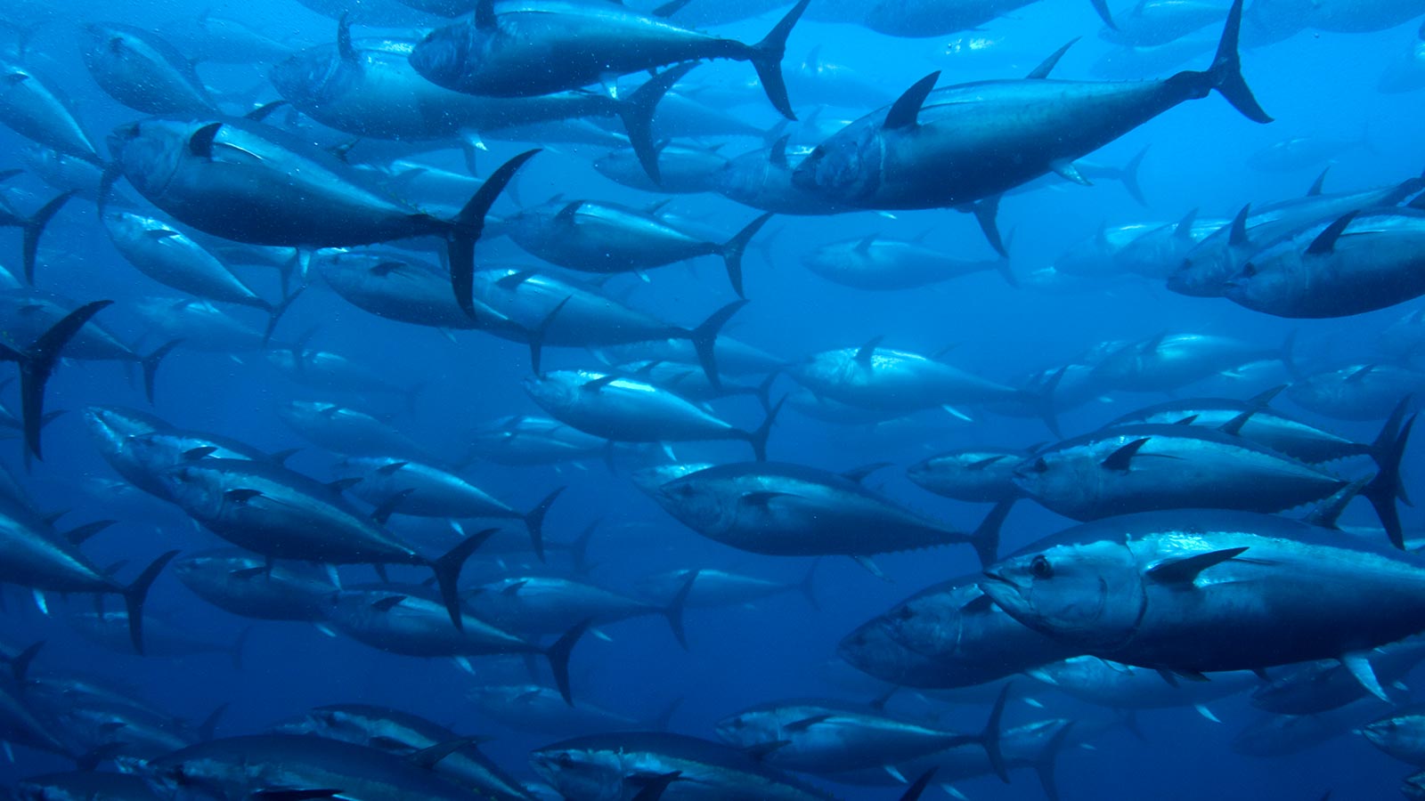 La acuicultura en España